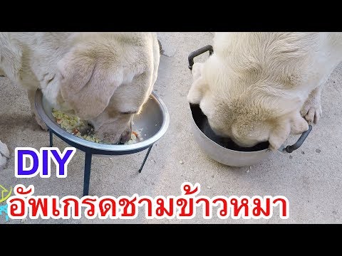 DIY ขาตั้งรองชามข้าวหมา อัพเกรดชามข้าวหมา ชามใส่อาหารสุนัข ชามข้าวหมาทำเอง คลิปหมาน่ารัก สุนัข หมา