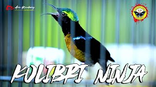 KONIN GACOR !! MASTERAN SUPER PEDES GAMPANG MASUK DI BURUNG KICAU