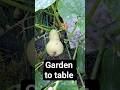 Garden to Table Butternut Squash | From Harvest to Roasted Dinner