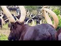 Ankole Cows Of Uganda Beautiful Worldattractions Ankolcows Worldexplorer Tourism Tourist Ankole Cows Of Uganda Beautiful Worldattractions Ankolcows Worldexplorer Tourism Tourist