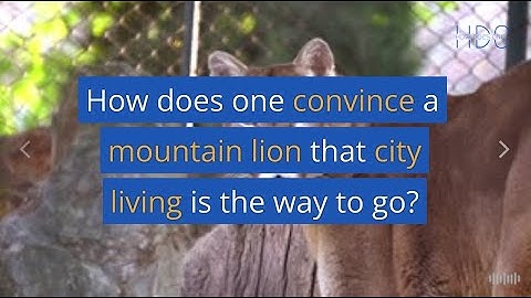 How Does One Convince a Mountain Lion That City Living Is the Way to Go?