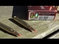 210 YARDS BALLISTICS GEL TEST:  .223 Hornady Superformance Varmint V-MAX