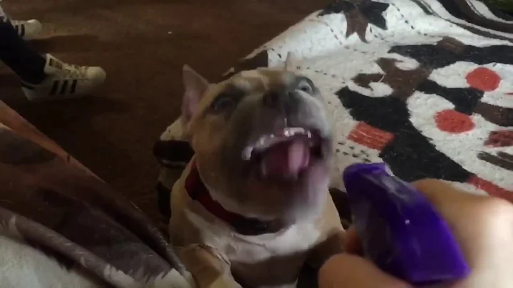 Try not laugh -American bully dog likes water