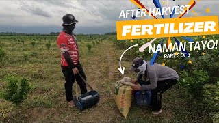 OKRA FARMING: Pagpataba Pagtapos Mag-Harvest | Part 3 of 3