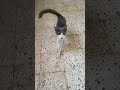 تشوف يبان عليه مكشر شكله يخوفك Cat قططمضحكه Catfunny اكسبلور قطط Catvideos قطط صغيرة قطتي تشوف يبان عليه مكشر شكله يخوفك Cat قططمضحكه Catfunny اكسبلور قطط Catvideos قطط صغيرة قطتي