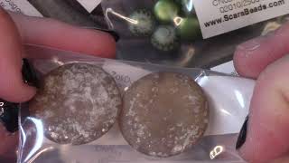 Scarabead Haul Odins Bead Haul