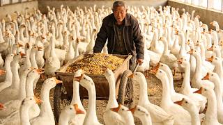 Daily Routine at a Goose Breeding Farm