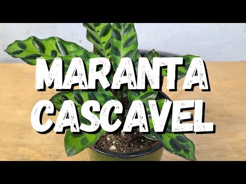 Vídeo: Informações da planta de cascavel - Aprenda sobre o cultivo de plantas de cascavel dentro de casa