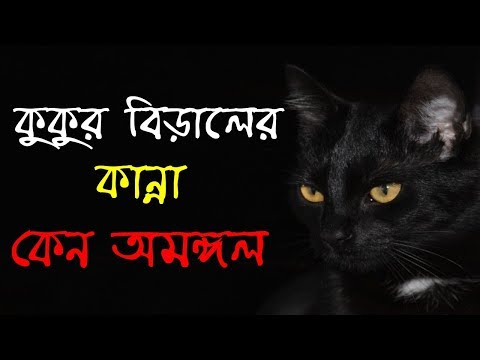 ভিডিও: কুকুর কেন বিড়াল পছন্দ করে না