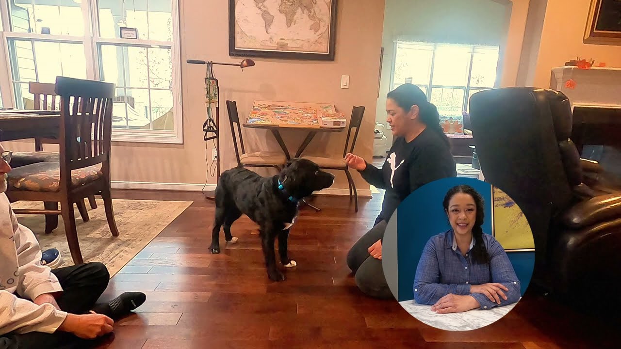Helping an adolescent rescue dog learn 'down'