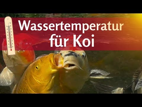 wassertemperatur-für-koi-im-teich:-wann-wird-das-wasser-zu-heiß-im-sommer?