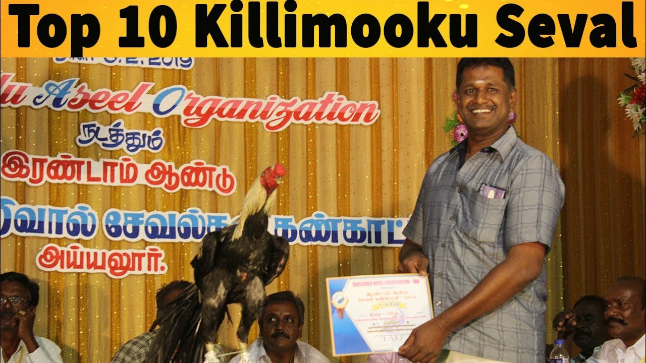 அய்யலூர் கண்காட்சியில் 2 கிராம் தங்கம் பரிசுபெற்ற டாப் 10 சேவல்கள் | Ayyalur killimooku seval show