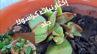 طريقة إكثار نبات كراسولا(crassula ) comment propager la plante crassula ? #jardinage #بستنة #plante