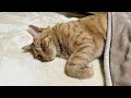 脱力系のうめしゃん🐈