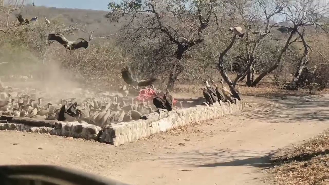 Vulture feeding frenzy