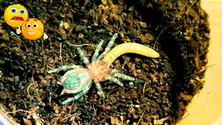 ✉ Паучёк полинял до L4. Первое кормление после линьки | Acanthoscurria geniculata