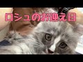 ロシュとの出会い🐱