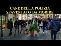 POLICE DOG SCARED TO DEATH / CANE DELLA POLIZIA SPAVENTATO DA MORIRE / BUSHMAN PRANK ITALY