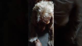 so cute dog max cocker spaniel #shorts #dog
