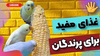 ۵ غذای مفید برای پرندگان | چه غذای به طوطی‌م بدم؟ | بهترین تغذیه برای مرغ عشق