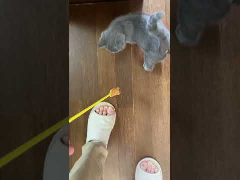 #shorts スラローム【出来る猫にする】シャルトリュー子猫  #ねこのいる生活