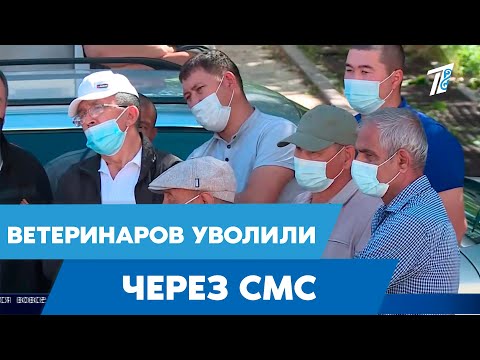 Маски и перчатки ветеринары Шымкента покупали за свой счёт