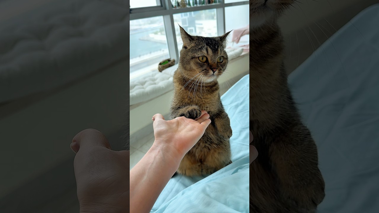 Утренняя опора и поддержка🐱🌸