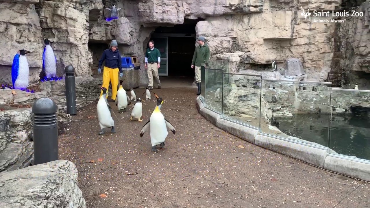 Penguins at the Saint Louis Zoo Take a Walk Outside in the Snow Flurries - YouTube