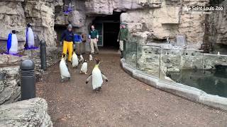 Penguins at the Saint Louis Zoo Take a Walk Outside in the Snow Flurries