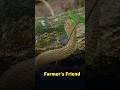 Never Kill This Snake!😱