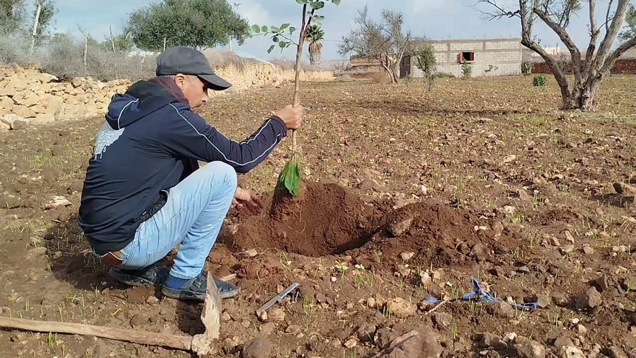 زراعة شجرة الخروب في المزرعة انشاء لله جميع انواع الاشجار تكون فالبستان الصغير 🌳🌲🌹