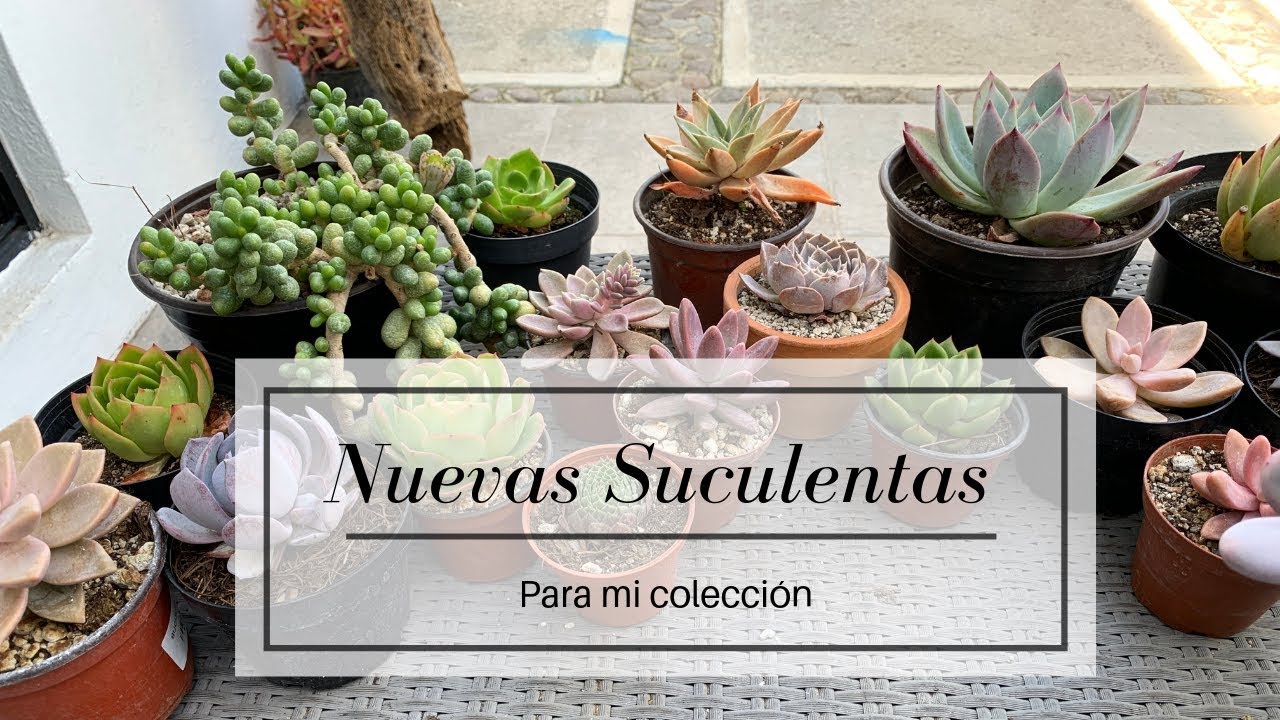 Nuevas Suculentas Para mi Colección