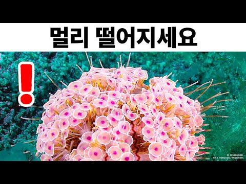 바다에서 이걸 보거든, 빨리 나가세요