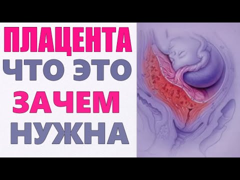 Видео: Куда прикрепляется плацента?