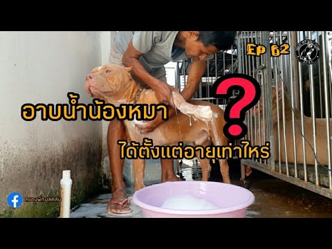 #อาบน้ำน้องหมาได้ตั้งแต่อายุเท่าไหร่? #อาบน้ำน้องหมาบ่อยแค่ไหน? #Ep62  #สยามพิทบูลคลับ