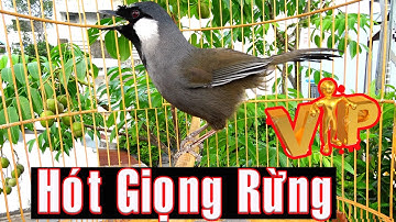 💫Khướu Hót Giọng Rừng .Luyện Khướu Hót Nhiều Giọng.kích khướu bổi luyện khướu bổi hót căng lửa