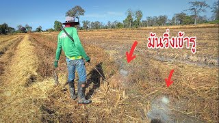 Download Lagu ตัวใหญ่เท่าแมวโพรงหนีเข้ารูตื้นๆแบบนี้ตำน้ำพริกรอได้เลย 😅😅 MP3