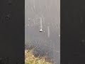 Butterfly struggling in the rain. Will it survive?