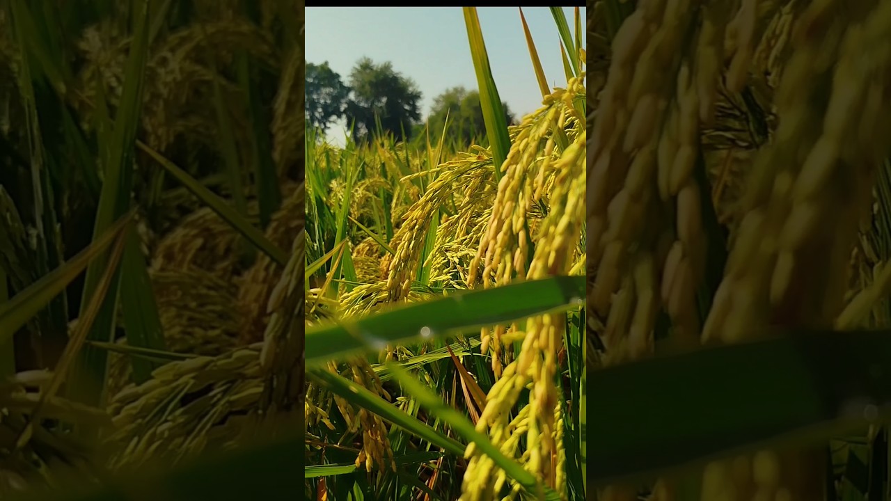 Discover Yourself in magic ofPeace: Rice Fields and Bird Songs #farmingshorts #ricecrop #winterbirds
