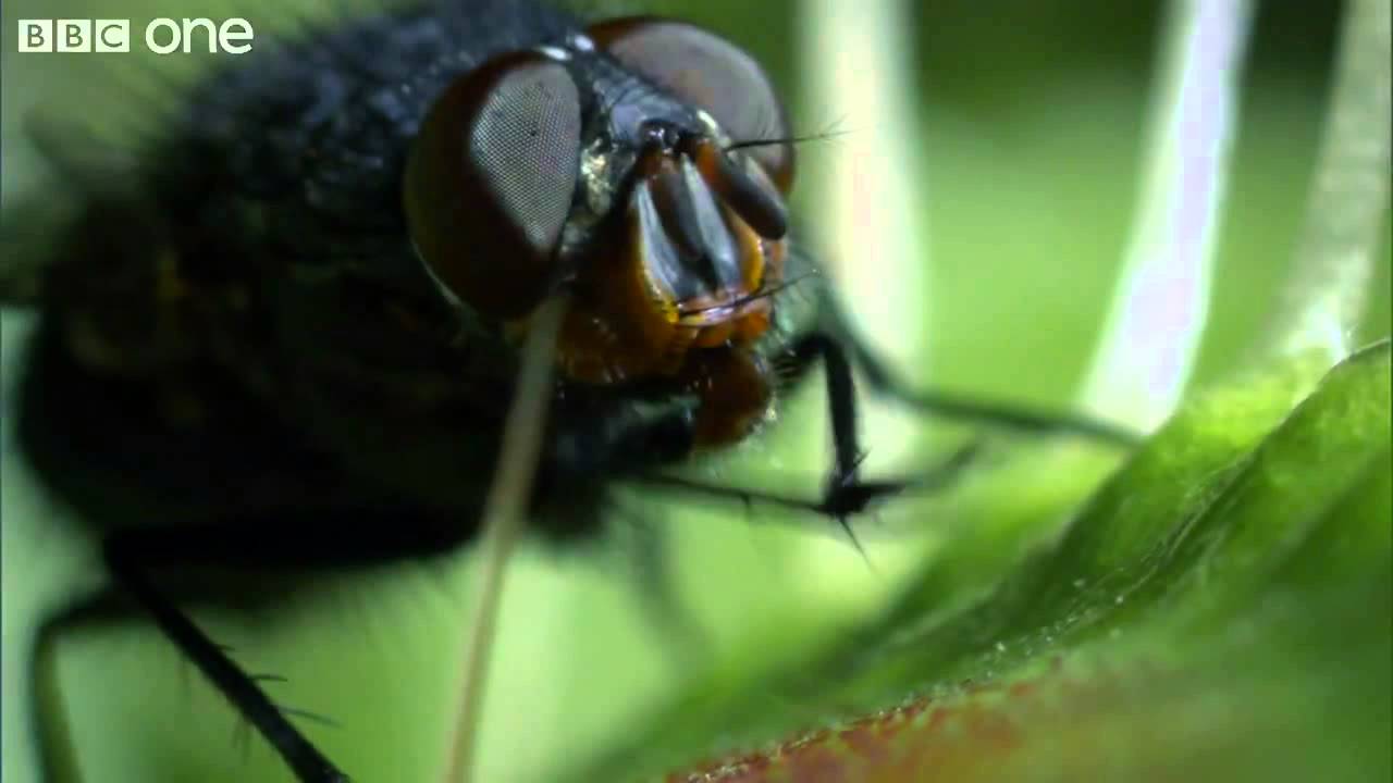 Life Venus Flytraps Jaws of Death BBC One YouTube