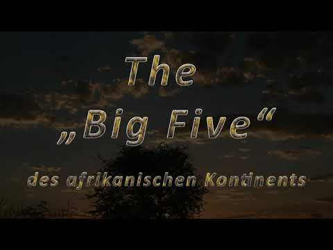 Video: Eine Einführung in Afrikas Big Five Safaritiere