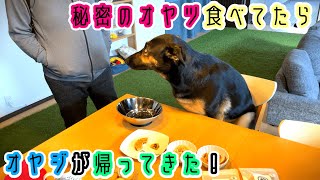 German Shepherd Dog: When he secretly eats a snack from his dad and his dad comes home