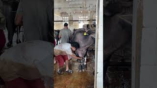 Extreme Buffalo Handling &amp; Meat Processing 🐃🔥 | Satisfying Butcher Skills #shorts