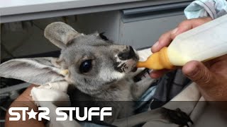 Youre Probably an Australian Astronomer if ...