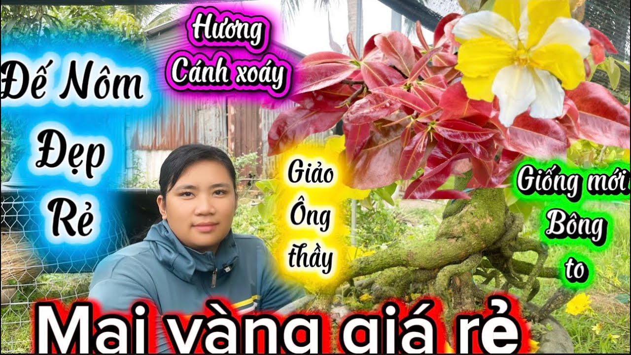 2-3-2026☎️0327.805.559👉kiều🌲mai vàng giá rẻ đế Nôm đẹp ghép giống mới giảo ông thầy hương cánh xoáy