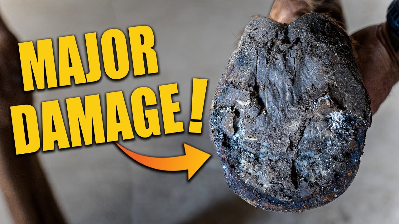 This Hoof Had More Damage Than Expected