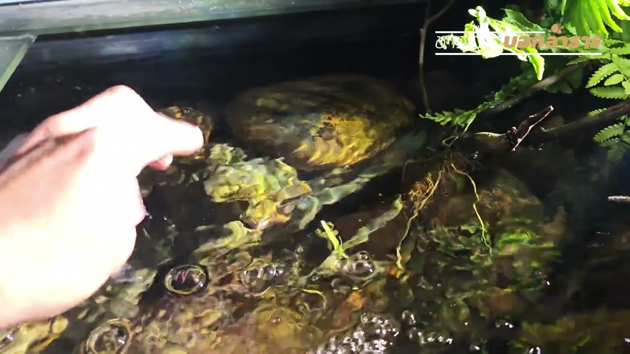 จากใจ...สายตู้ลำธารมือใหม่ครับ