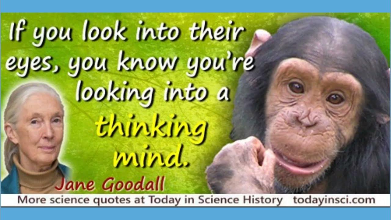 Interesting Facts You Didn’t Know About Chimpanzees - YouTube