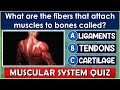 Muscular System Quiz