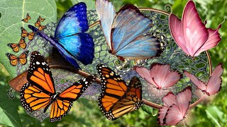 Hunting tropical insects then I got beautiful butterflies and dragonflies #insects #butterfly